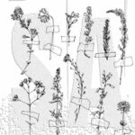 stampers anonymous - forgotten garden