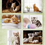 **SALE** Knipvel Pussycats - Nellie Snellen